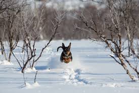 dogs, Snow, Run, Jump, Animals, Winter Wallpapers HD / Desktop and Mobile Backgrounds