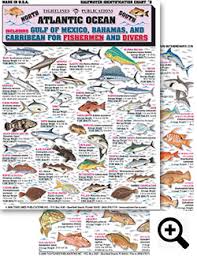 Saltwater Fishing Charts And Saltwater Fish Identification