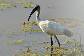 Image result for black ibis