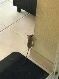 dubai tenants rattled by rat menace as