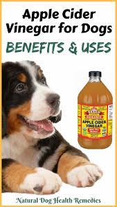 apple cider vinegar for dogs uses and