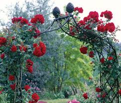 traditional garden arches rose arches