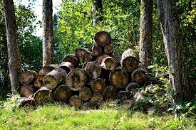 Keep the home fires burning, but make sure you collect your firewood the right way. Wood Firewood Holzstapel Free Photo On Pixabay