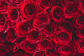 red roses wallpapers 影像 瀏覽226 613