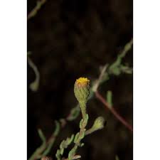 Pulicaria sicula (L.) Moris | Anthosart