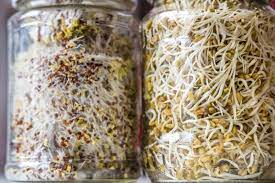 bean sprouts 7 benefits nutrients