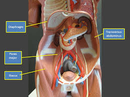 How the anatomical models are made. Labeled Torso Model Muscles Temporalis Buccinator Depressor Anguli Oris Ppt Download