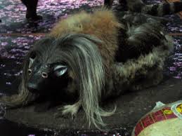It it is the true source of haggis, a scottish treat said to be made from the organs of sheep. Picasa Web Albums Katie Westcott Scotlands National Animal Scottish National Animal National Animal