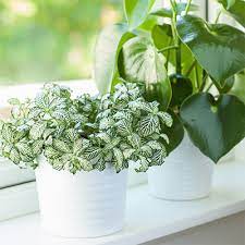 6 Top Houseplants For Small Spaces