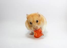 What Can Hamsters Eat Carrots Grapes Tomatoes And More