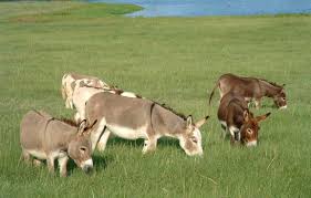 Image result for mini donkeys in sun