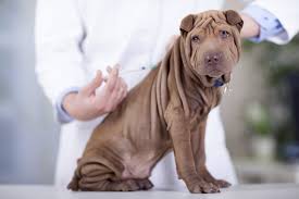 When should i get a rabies vaccine? Understanding Dog Vaccinations Jeffers Blogs