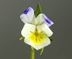 Viola arvensis - Wikipedia