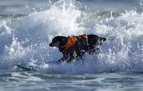 surf s up dog