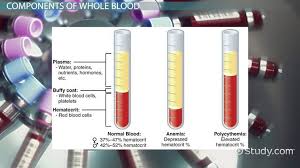 blood components physiological