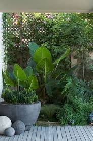 Top Tropical Backyard Garden Ideas