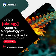 cl 11 biology chapter 5 morphology