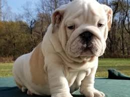 Puppies available now click here. English Bulldog Puppy Flake Ads Free Ads United Kingdom
