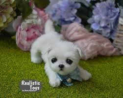 christopher puppy maltese by maria