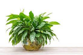Our Top 7 Indoor Plants For Low Light