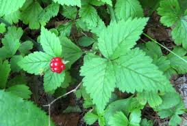 Central ontario (canada) southern quebec (canada) central quebec (canada) new york (united states) maine (united states) pennsylvania (united states) many of the listed wild edibles can be found all over the world. Free Photo Wild Plants Closeup Fresh Green Free Download Jooinn