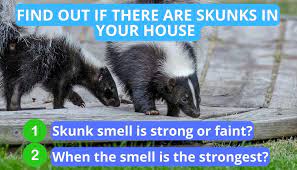 The Skunk Smell In The House Dangerous