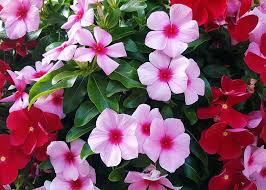 Heat Tolerant Annuals For Virginia