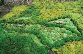 Moss Gardening How To Plant
