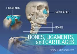 learn skeleton anatomy