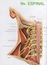 Nervio Espinal: definición, anatomía, función, lesión y más