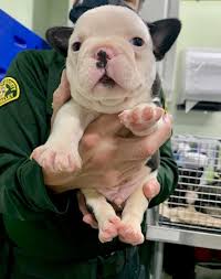 French bulldogs may look tough on the outside, but inside they are lovably soft, caring and easygoing. Nursing French Bulldog Puppies Rescued Following Police Investigation Inland Valley Humane Society And S P C A