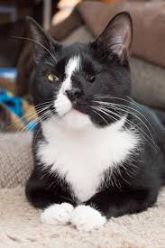 Before you rush into adopting a cat, do realise that having a pet is a big responsibility. Cat For Adoption Jessica A Domestic Short Hair Tuxedo Mix In Philadelphia Pa Petfinder