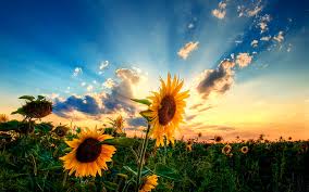 awesome sunflower wallpaper 012 hd