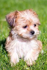 Shih tzu mix designer breeds are quite popular today, and there are many different types available. Shorkie Ist Der Shih Tzu Yorkshire Terrier Mix Der Perfekte Schosshund Der Ist Mix Perfekte Schoss Terrier Mix Yorkshire Terrier Puppies Yorkie Terrier