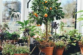 Growing Fruit Trees In Pots Grow