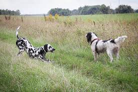 electric fence for dogs cost