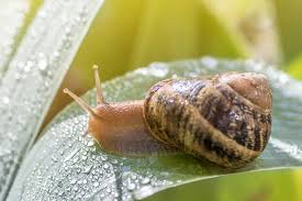 how to get rid of slugs from gardens