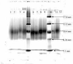 grant nondenaturing polyacrylamide