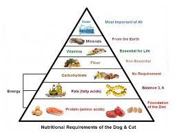 nutritional requirements of the dog