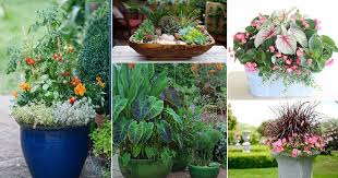 Planter ideas for the front of your house. 30 Plant Combination Ideas For Container Gardens Plant Arrangements