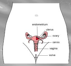 We'll go over the main differences and you'll also learn about conditions that affect the female pelvis, how to recognize them, and get tips. Female Reproductive Anatomy