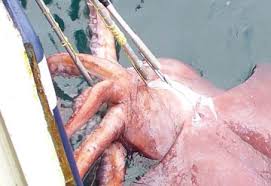 photos of world s largest squid