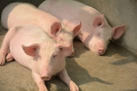 pig breeds a handy guide to choosing