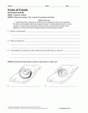 Worksheets are pdf new fossils, work what are fossils, work what is a fossil, reading comprehension. Activity Types Of Fossils Printable 6th 12th Grade Teachervision