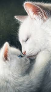 cute cats love family white