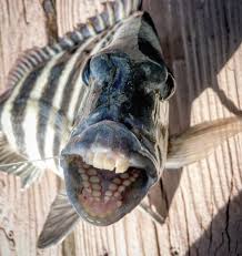 the fish with human teeth
