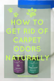 the 1 diy carpet deodorizer easy
