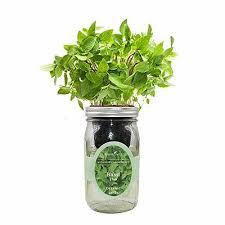 Environet Hydroponic Herb Growing Kit