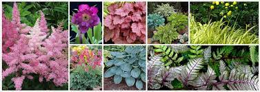 Look for flowers in a rainbow of shades, including bicolors and swirls; Perennials For Shade Canadale Garden Centre St Thomas Nursery London