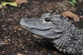 Chinese Alligator | The Maryland Zoo